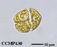 カオヨリナカミ CCMP430 | NCMA at Bigelow Laboratory